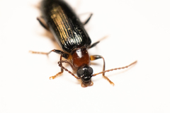 Statira