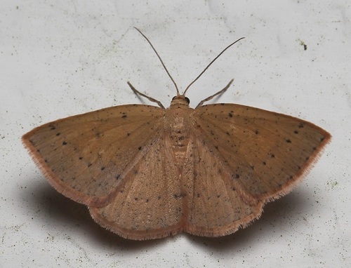 Episemasia solitaria (Walker, 1861)