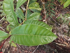 Palicourea nitidella