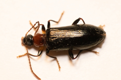 Statira