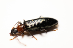 Statira