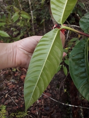 Palicourea nitidella