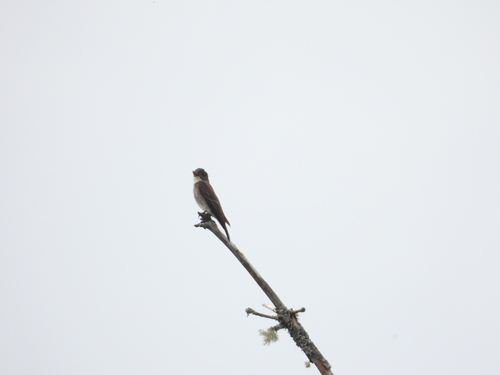 Olive-sided Flycatcher