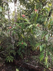 Palicourea nitidella