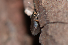 Stigmella naturnella
