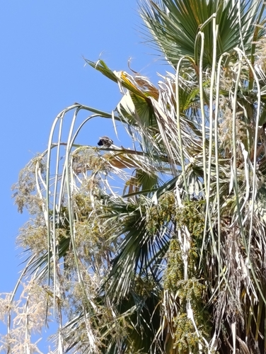 Common Myna