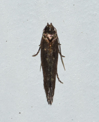 Perimede