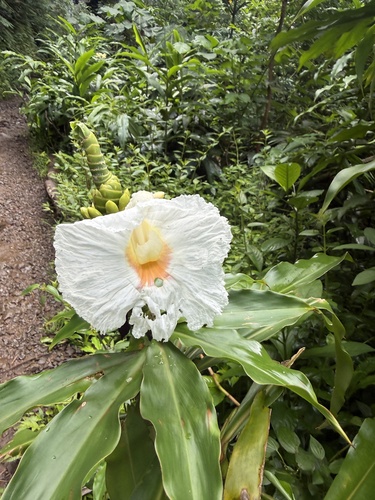 Dimerocostus strobilaceus, 2026-07-18
