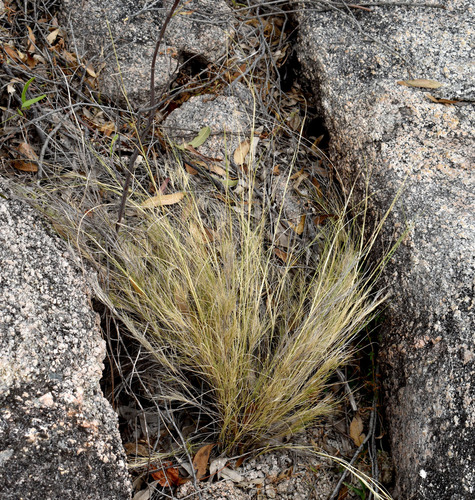 Setaria brownii observed 2026-05-14