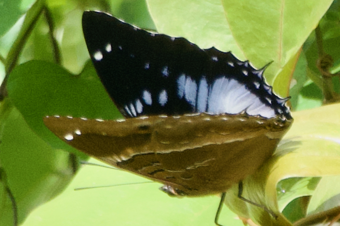 Violet-spotted Charaxes
