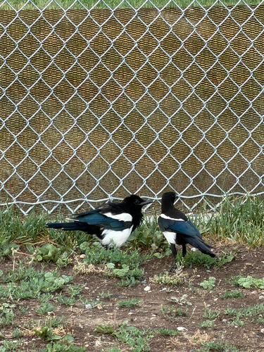 Black-billed Magpie
