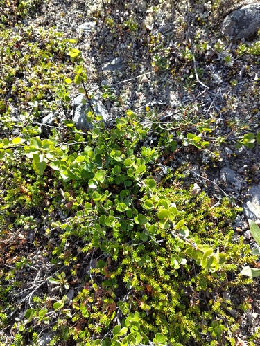 Dwarf Birch