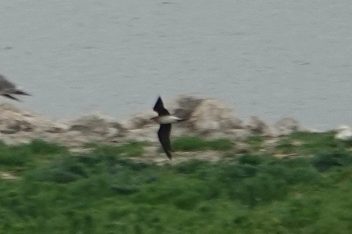 iNaturalist image