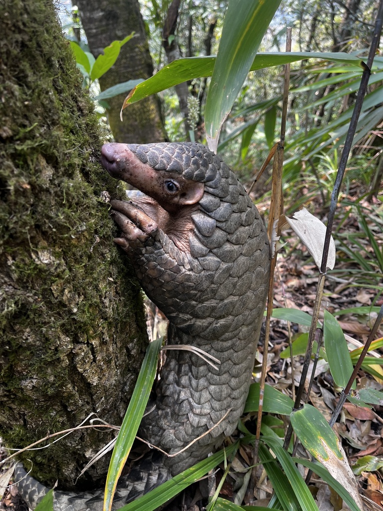 Indo-Burmese Pangolin