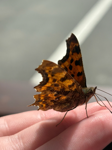 European Comma