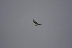 Ardea alba
