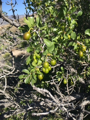 Pseudoziziphus parryi