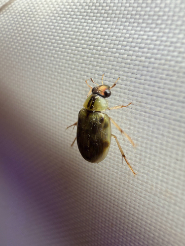 Berosus miles
