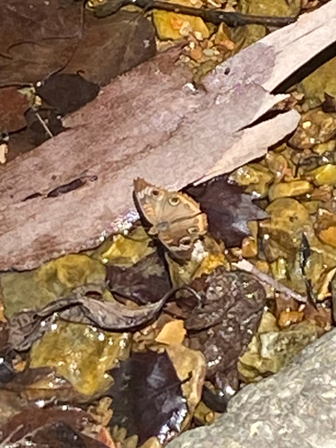 Common Buckeye