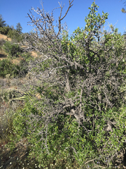 Pseudoziziphus parryi