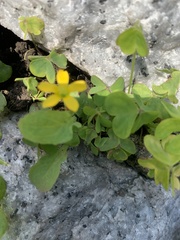 Oxalis corniculata
