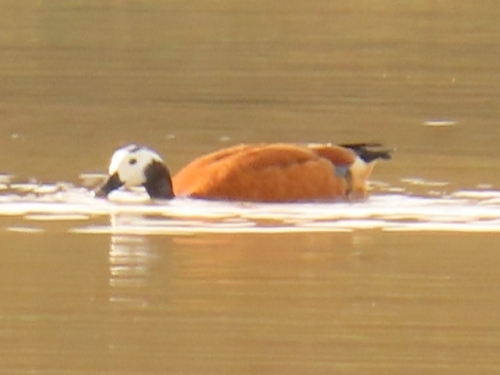 iNaturalist image
