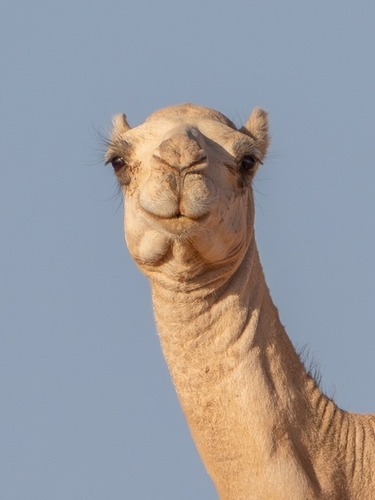 Dromedary Camel