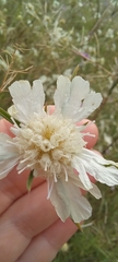 Lomelosia argentea