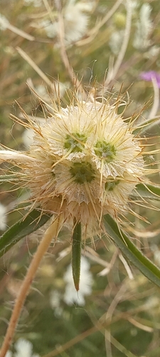 Lomelosia argentea, photograph 3