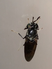 Hermetia illucens