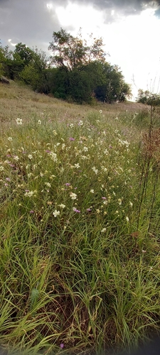 Lomelosia argentea, photograph 5