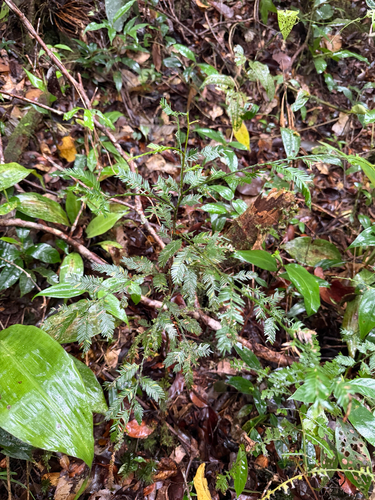 Dacrycarpus imbricatus observed 2026-07-19