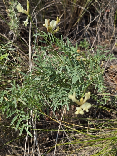 Astragalus observed 2026-07-19