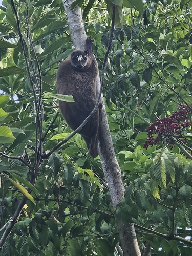 Cynocephalus volans observed 2026-07-19