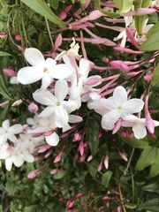 Jasminum polyanthum