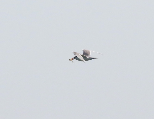 iNaturalist image