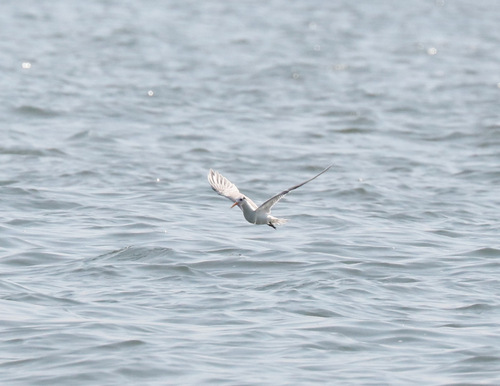 iNaturalist image