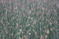 Schoenoplectus californicus