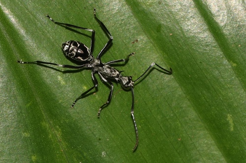 Polyrhachis scabra observed 2026-07-18