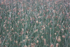 Zonotrichia capensis