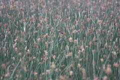 Zonotrichia capensis