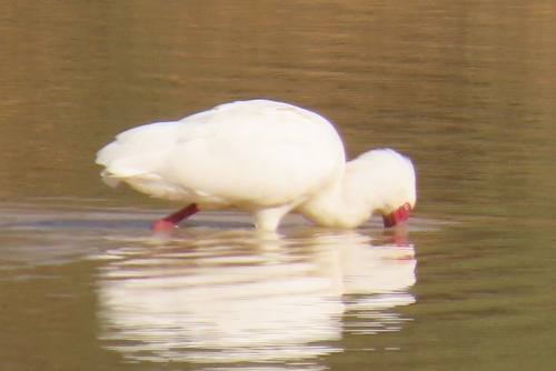 iNaturalist image