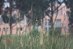 Chrysomus icterocephalus bogotensis