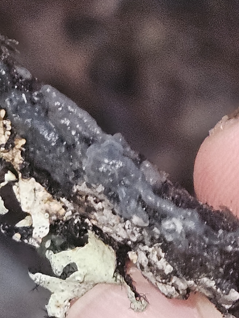 Crystal Brain Fungus · July 2026 · photo: Photo: (c) willingarden, some rights reserved (CC BY) · iNaturalist
