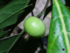 Faramea occidentalis