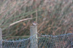 Zonotrichia capensis