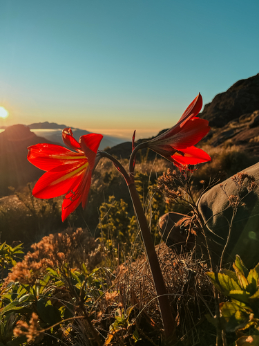 Hippeastrum morelianum