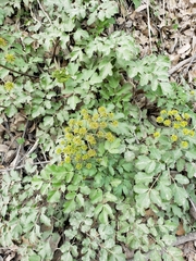 Tauschia hartwegii