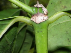 Faramea occidentalis