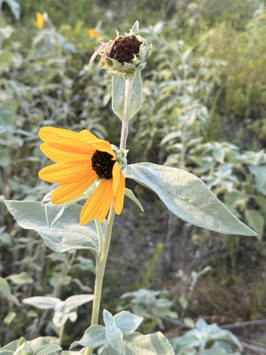 Helianthus argophyllus, photograph 1